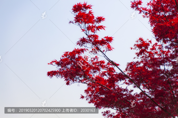 紅色的葉子