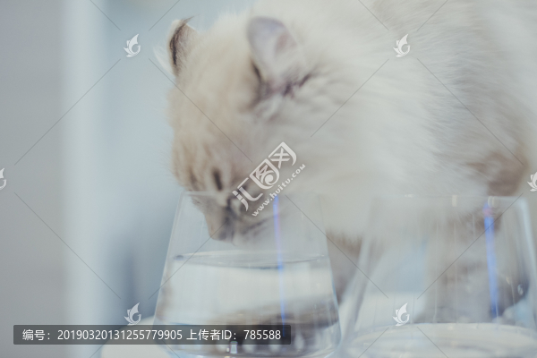 美國反耳貓