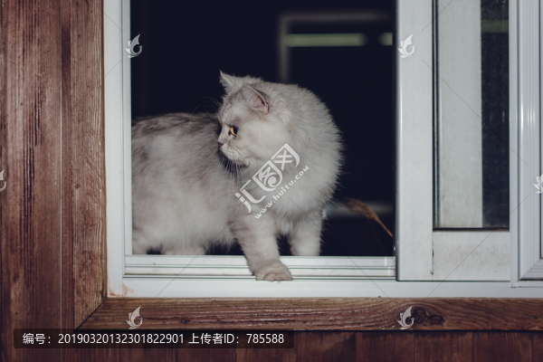 金吉拉貓