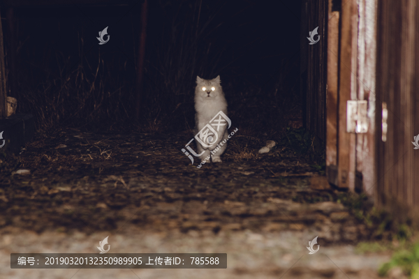 金吉拉貓