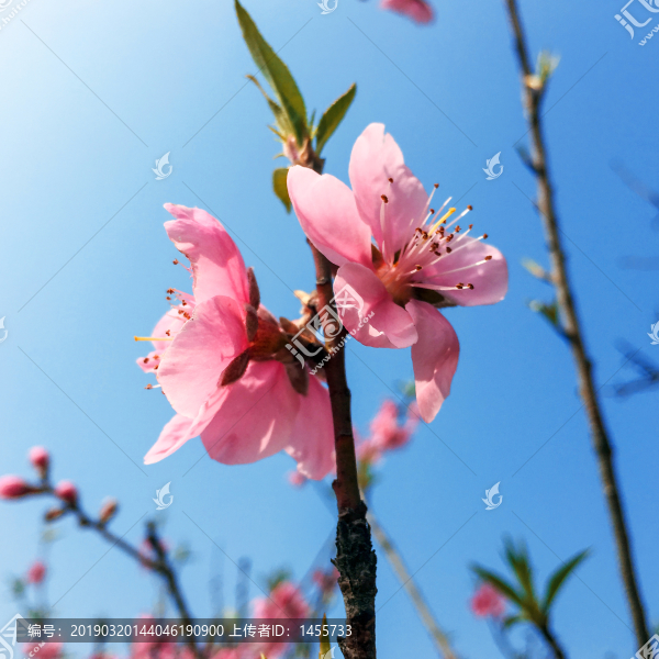 桃花