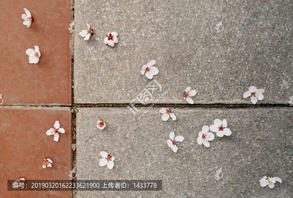 紅葉李