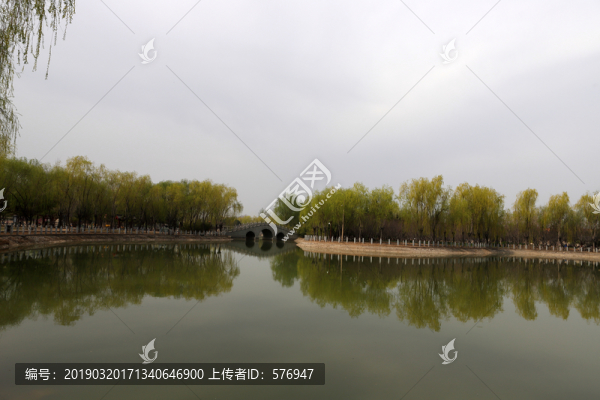柳樹