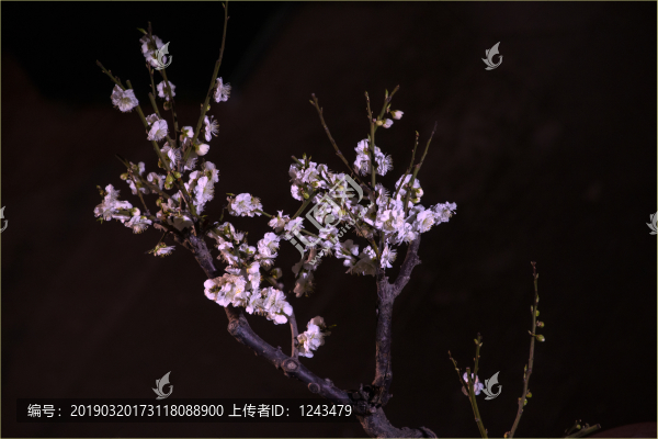 梅花