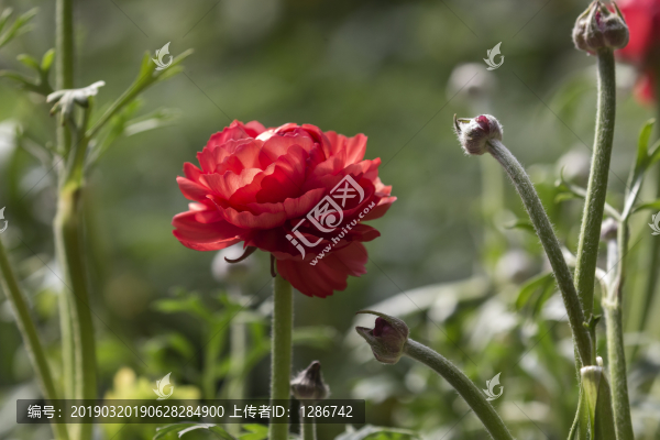 口紅花