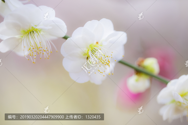 梅花特寫