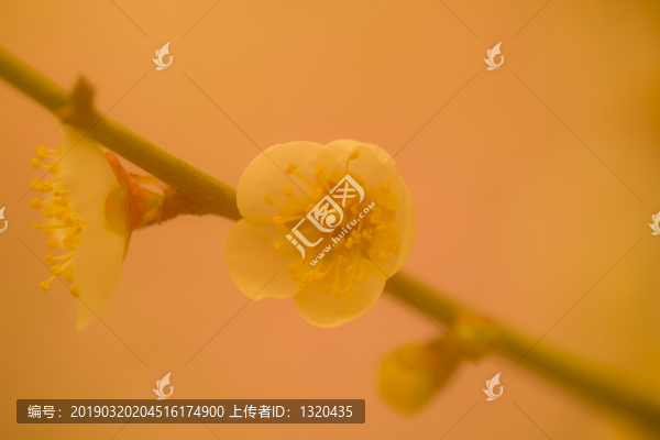 梅花特寫