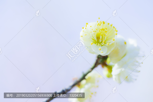 白梅花特寫