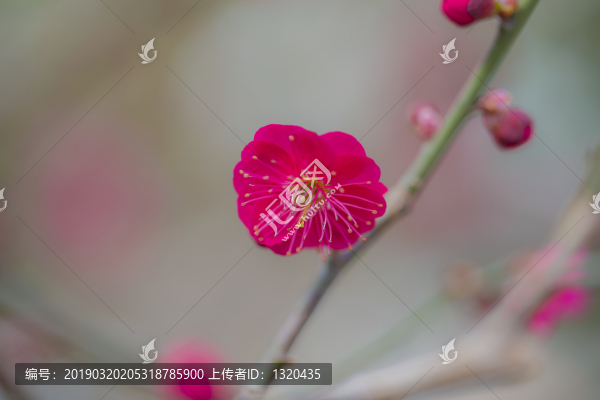 紅梅花特寫(xiě)