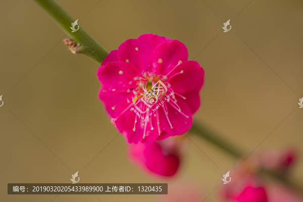 紅梅花特寫(xiě)