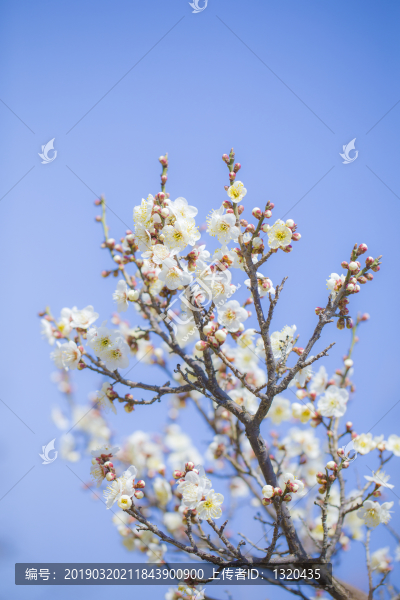 梅花