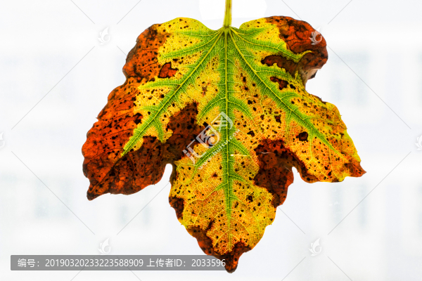 即將枯萎的爬山虎秋葉微距