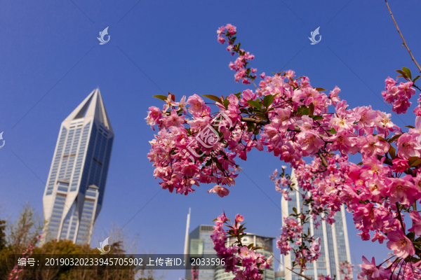 海棠花紅映上海明天廣場大樓