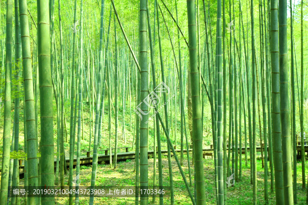 綠竹林