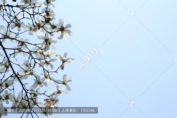 玉蘭花背景素材