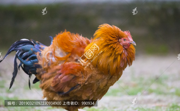雞