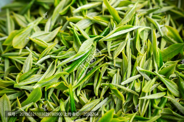 新鮮綠茶葉