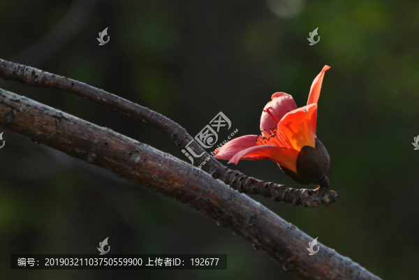 木棉花