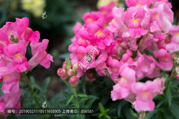 金魚草