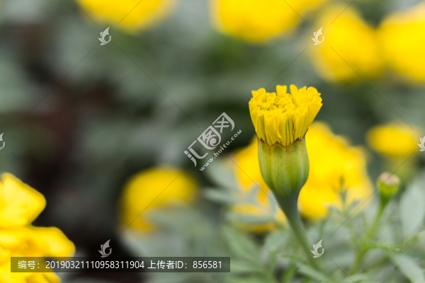 萬壽菊