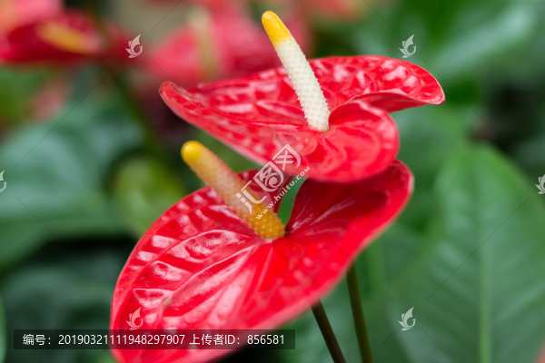 花燭紅掌