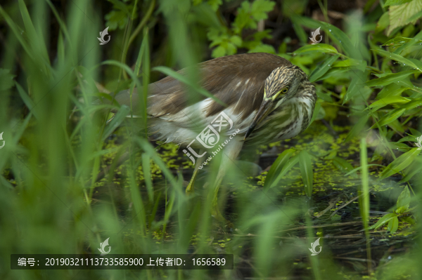 小車河鳥類蒼鷺