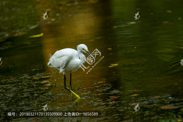 小車河鳥(niǎo)類白鷺