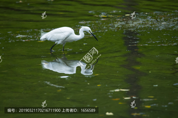 小車(chē)河鳥(niǎo)類(lèi)白鷺