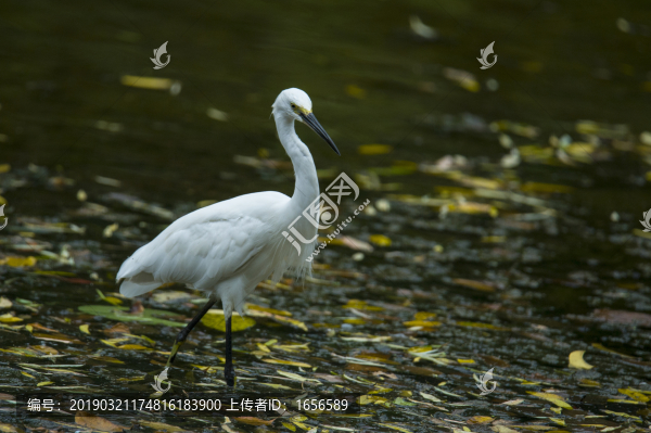小車河鳥類白鷺
