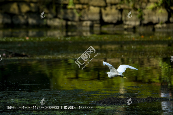 小車河鳥類白鷺