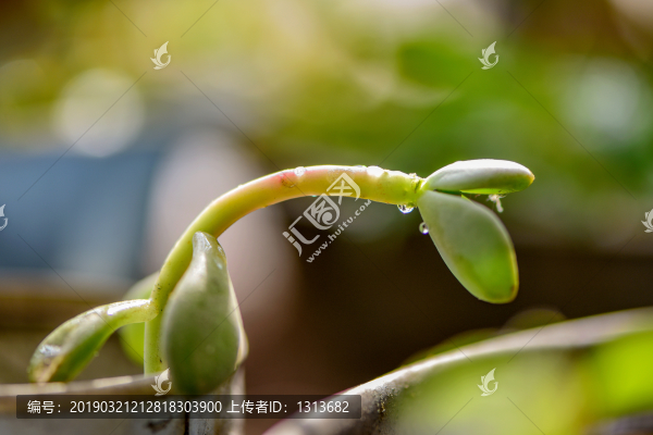 多肉植物