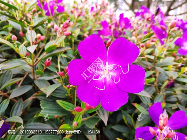 金石榴花