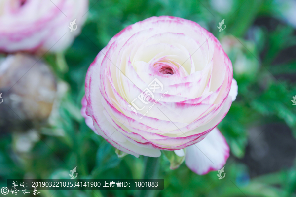 芍藥花