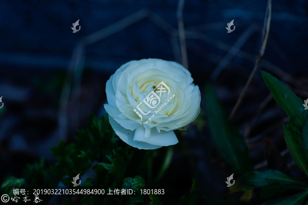 白牡丹花