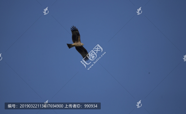 天空翱翔