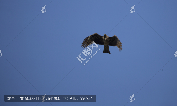 黑耳鳶