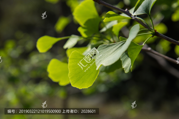 銀杏葉特寫(xiě)