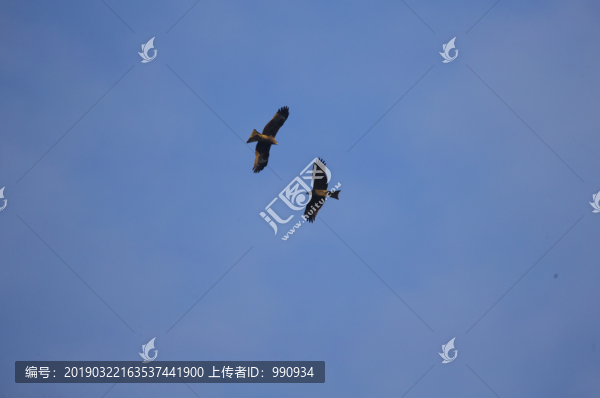 飛翔