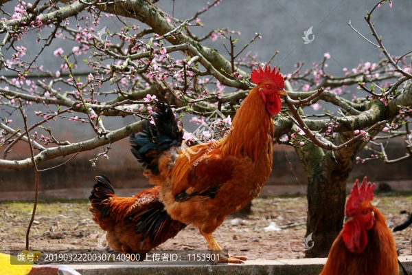 農(nóng)家土雞