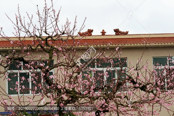農(nóng)家桃花樹