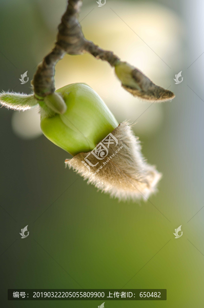 花蕾