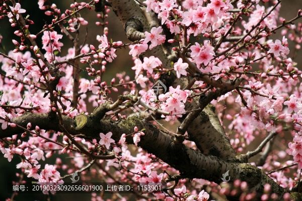 桃花樹