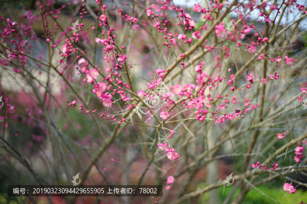 梅花