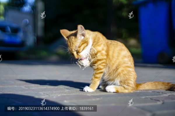 貓咪貓星人小貓咪