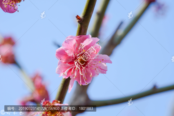 櫻花