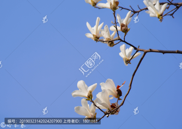 白玉蘭