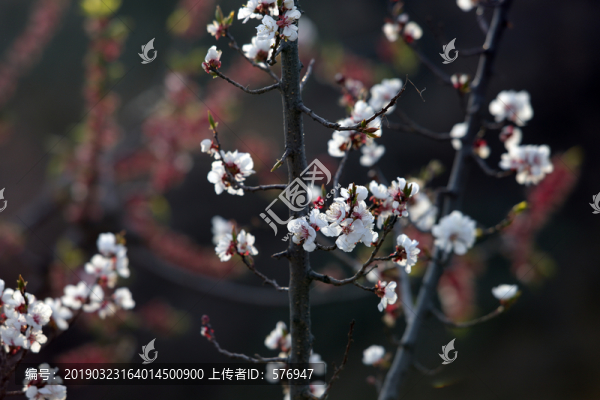杏花