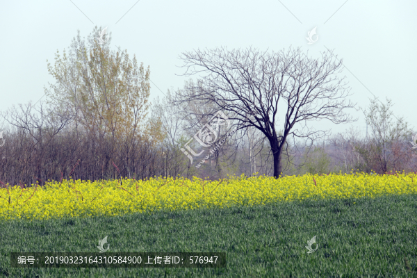 油菜花