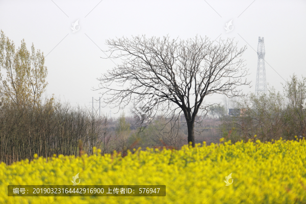 油菜花