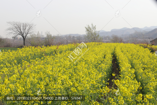 油菜花